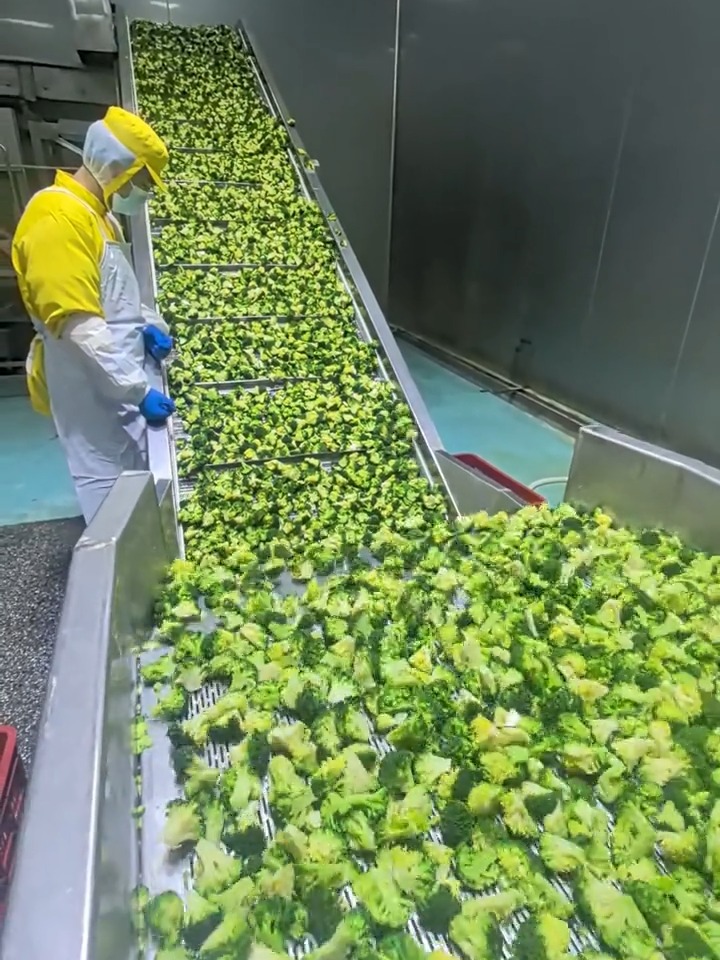 山东大型果蔬速冻线设备 5吨西蓝花速冻生产线与单冻机价格解析